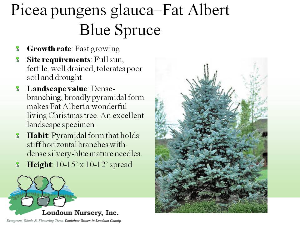 Index Of Tree Index of tree
